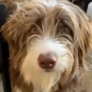 Meet your Posher, Maggie